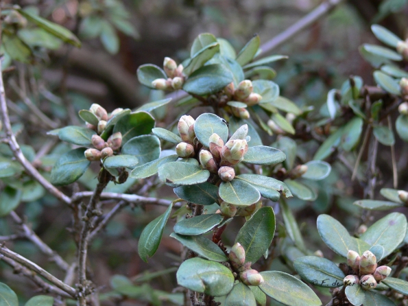 Bois des Moutiers (26) mars 2012